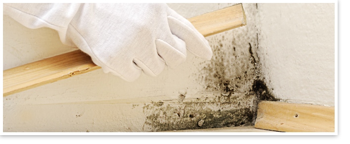 KREIDEZEIT Schimmelknacker